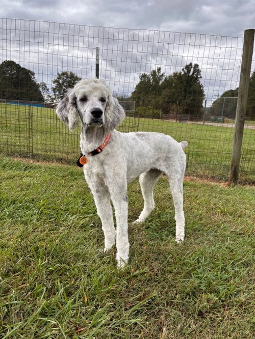 Photo of Shelby Virginia Jul 26, adoptable Poodle (Standard) in Pacolet, South Carolina