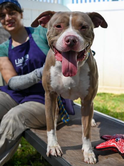 Photo of Rainstorm, adoptable dog in Chamblee, Georgia