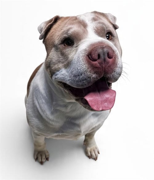 Photo of Buddy, adoptable Chinese Shar-Pei in Olathe, Kansas