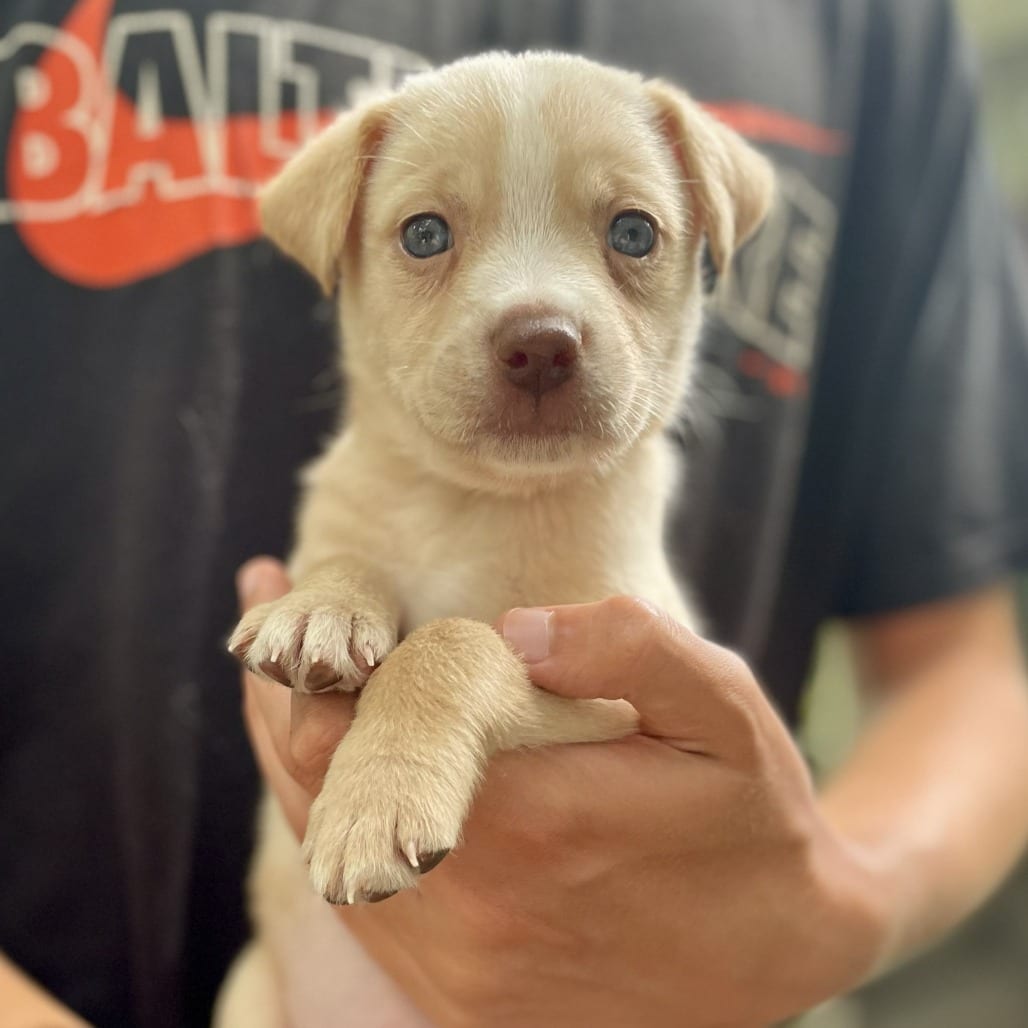 Photo of Hearts of Palm (Heart), adoptable Mixed Breed (Medium) in Fairfax Station, Virginia