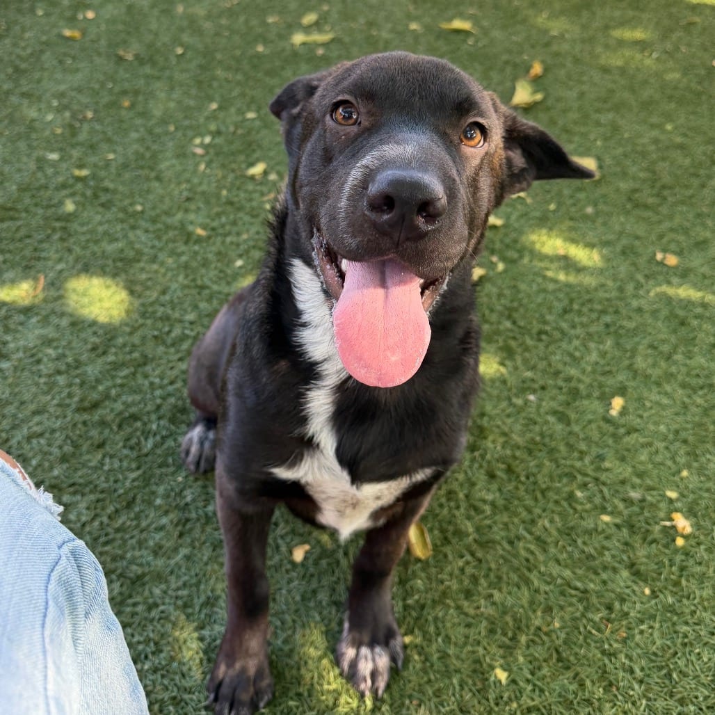 Photo of Tater Tot, adoptable Retriever, Labrador / Mixed Breed (Large) in Buellton, California