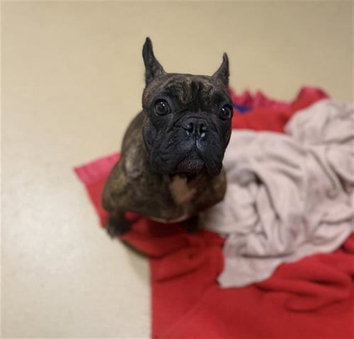 Photo of Bonnie, adoptable French Bulldog in Chula Vista, California
