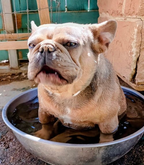 Photo of Nugget, adoptable French Bulldog in Apple Valley, California