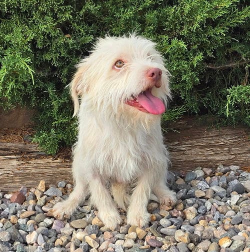 Photo of Wicked SWEET Lil Mr Whisky ~ Terripoo, adoptable Norfolk Terrier in Albuquerque, New Mexico