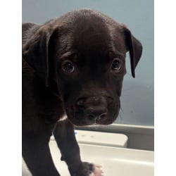 Photo of Dante, adoptable Shar Pei in San Antonio, Texas