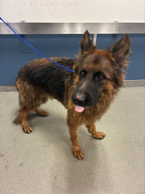 Photo of Rex, adoptable German Shepherd Dog in Miami, Florida