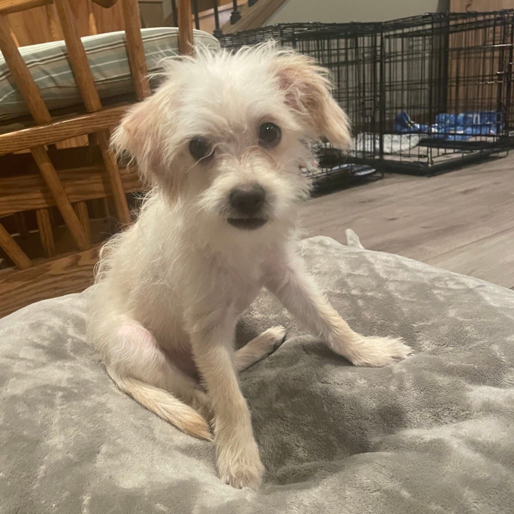 Photo of Kellan, adoptable Terrier / Mixed Breed (Small) in Alma, Wisconsin
