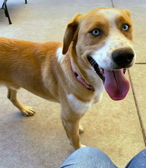 Photo of Chandler, adoptable Labrador Retriever in Sacramento, California