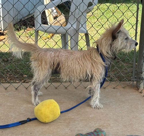Photo of Marilyn, adoptable West Highland White Terrier Westie in Rustburg, Virginia