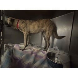 Photo of Ashley, adoptable Mixed Breed (Medium) in Baton Rouge, Louisiana