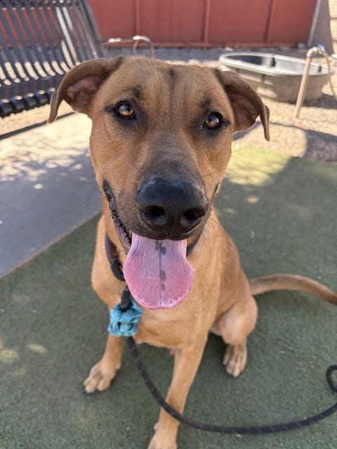 Photo of Frodo, adoptable Black Mouth Cur in Phoenix, Arizona
