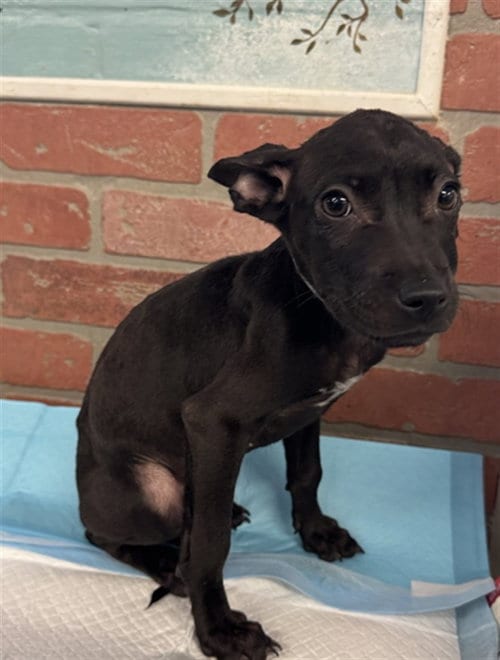 Photo of A2098303, adoptable Staffordshire Bull Terrier in Houston, Texas