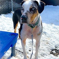 Photo of Remy, adoptable Catahoula Leopard Dog in Carmel, New York