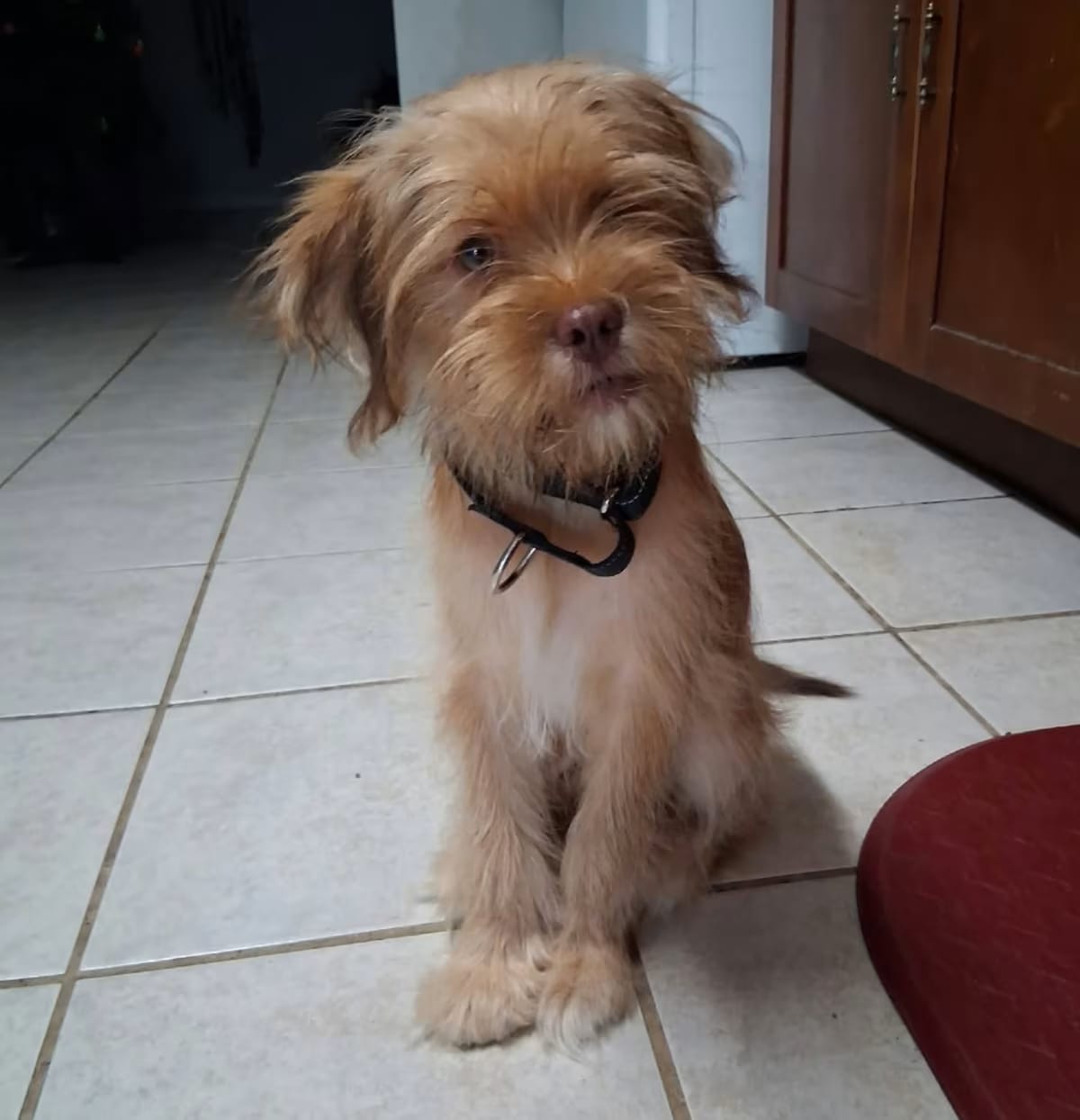Photo of Butterscotch, adoptable Setter (Unknown Type) in Dickinson, Texas