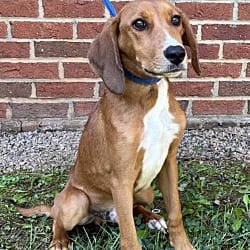 Photo of Santana, adoptable Hound (Unknown Type) Mixed Breed (Medium) in Washington, District of Columbia