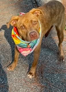 Photo of Maribel, adoptable Pit Bull Terrier in Shillington, Pennsylvania