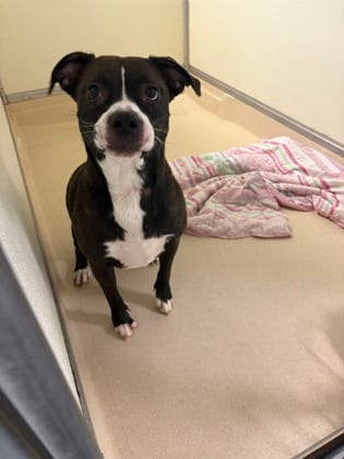 Photo of Bella, adoptable Bulldog, American/Mix in Raeford, North Carolina