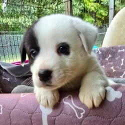 Photo of Banshee (Spectral Litter), adoptable Husky Labrador Retriever in Frederick, Maryland