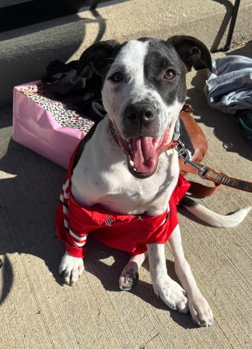 Photo of Cruiser Burt, adoptable American Pit Bull Terrier in Germantown, Ohio
