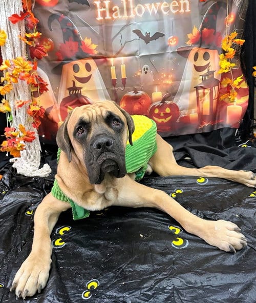 Photo of Hercules, adoptable Bullmastiff in Bryant, Arkansas