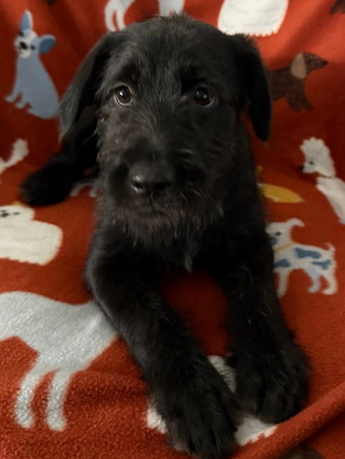 Photo of Tourmaline, adoptable Labrador Retriever in The Woodlands, Texas