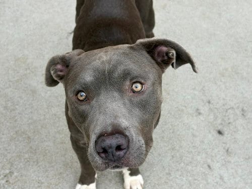 Photo of Chicken, adoptable Pit Bull Terrier in Tulsa, Oklahoma