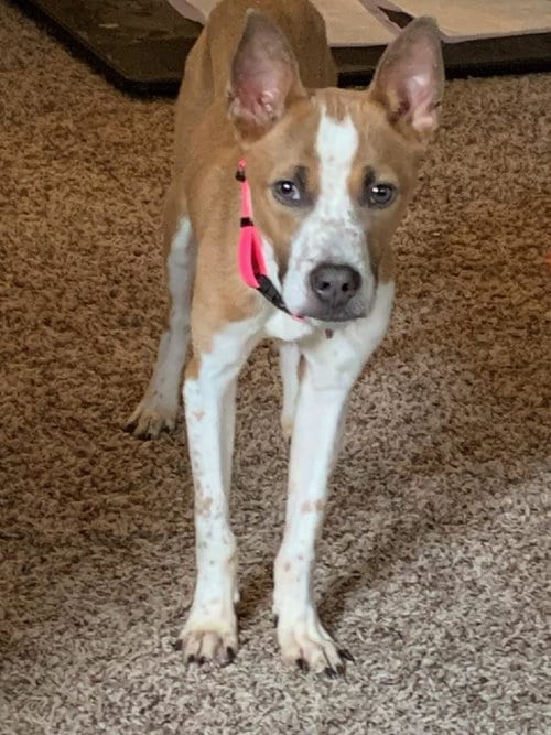 Photo of Charlie, adoptable Terrier in San Antonio, Texas