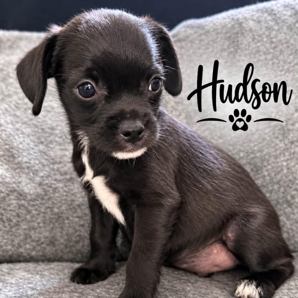 Photo of Hudson, adoptable Terrier in Santa Fe, Texas