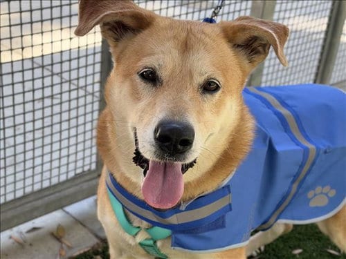 Photo of Gloria, adoptable Labrador Retriever in Los Angeles, California