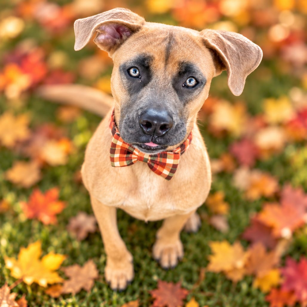 Photo of Nola, adoptable Mixed Breed (Medium) / Mixed Breed (Medium) in Binghamton, New York