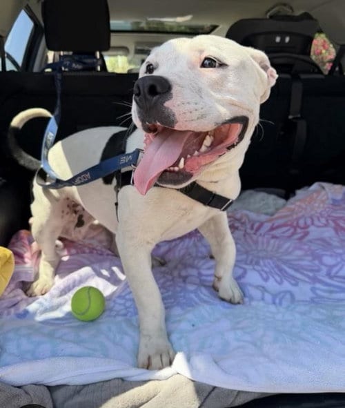 Photo of Lil Bit, adoptable Pit Bull Terrier in Santa Barbara, California