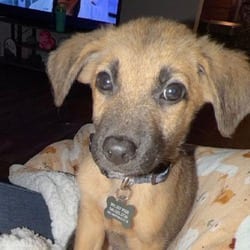 Photo of Clay, adoptable Mixed Breed (Medium) in Frederick, Maryland