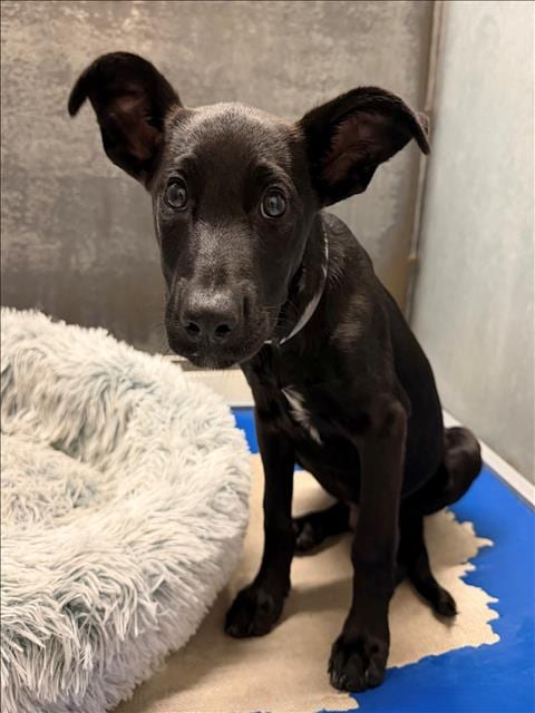 Photo of Arthur, adoptable Labrador Retriever in Conroe, Texas