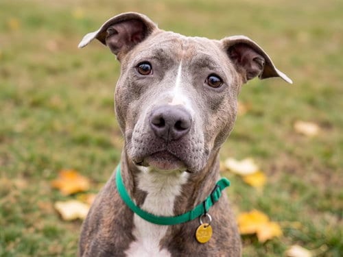 Photo of Pucca, adoptable Pit Bull Terrier in Denver, Colorado