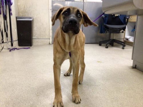 Photo of Mouse, adoptable Mastiff in Riverside, California