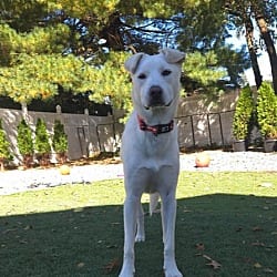 Photo of Jill, adoptable Great Pyrenees Labrador Retriever in Norfolk, Massachusetts