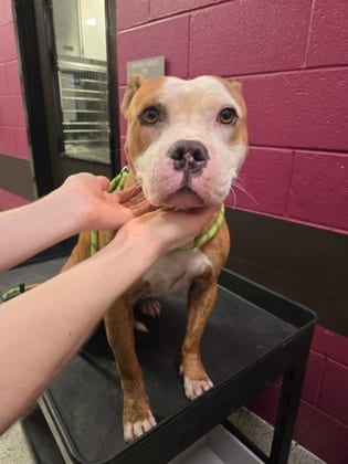 Photo of Twix, adoptable dog in Atlanta, Georgia