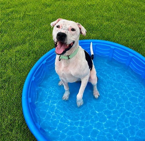 Photo of Zarek, adoptable American Pit Bull Terrier in Ocala, Florida