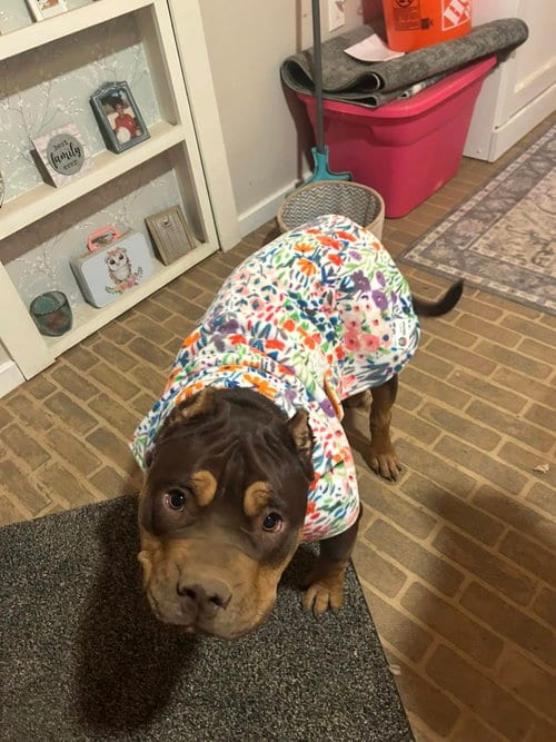 Photo of Buttercup, adoptable American Staffordshire Terrier in San Diego, California
