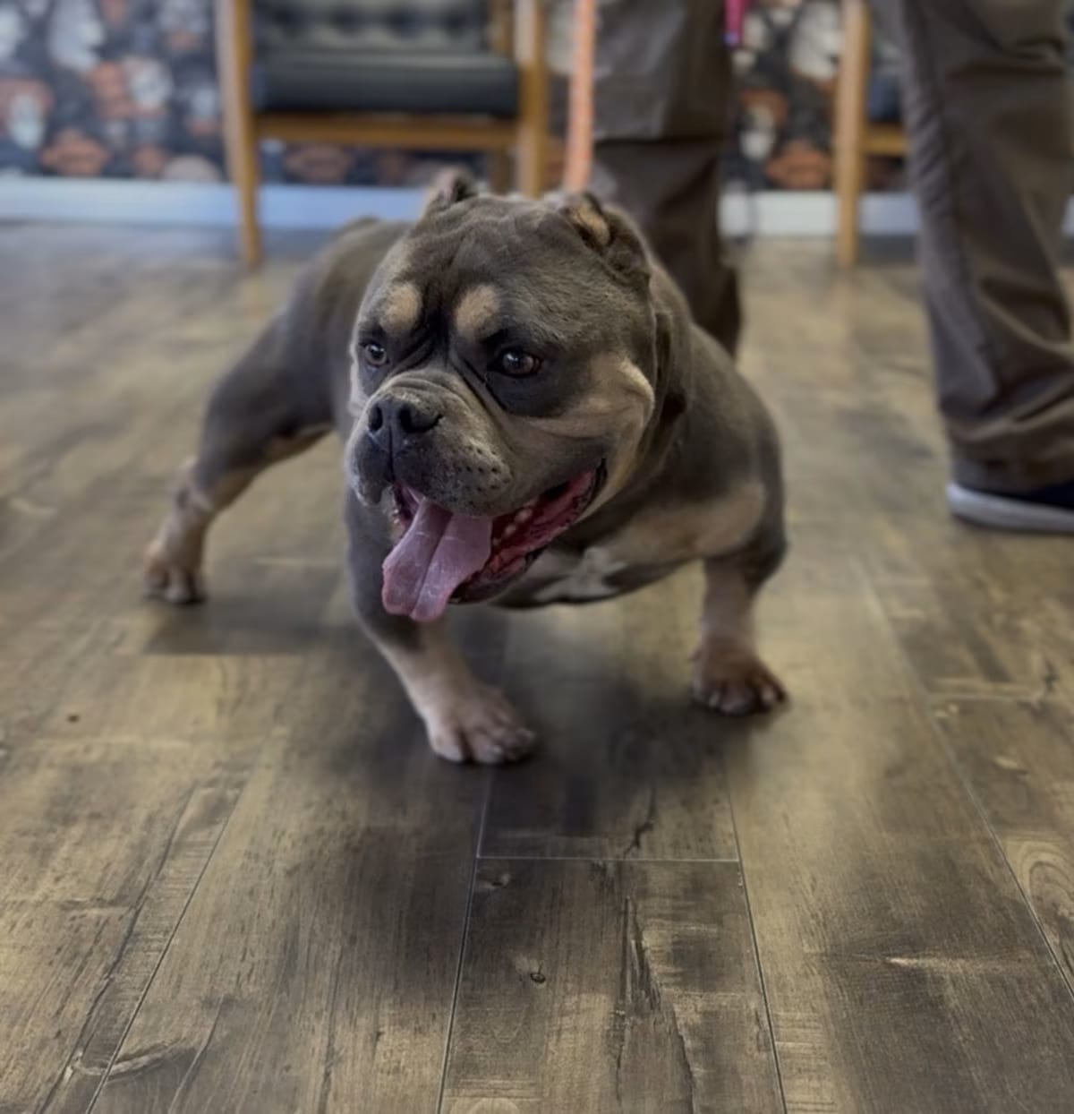 Photo of Quavo, adoptable Bulldog in Ventura, California