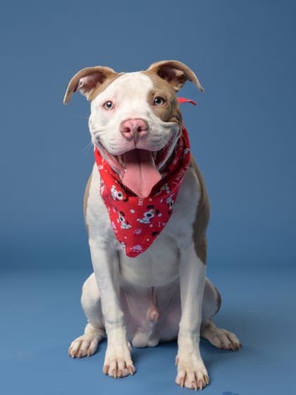 Photo of Pupper Cupper, adoptable dog in Atlanta, Georgia