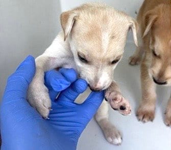 Photo of A661729, adoptable Labrador Retriever in Houston, Texas