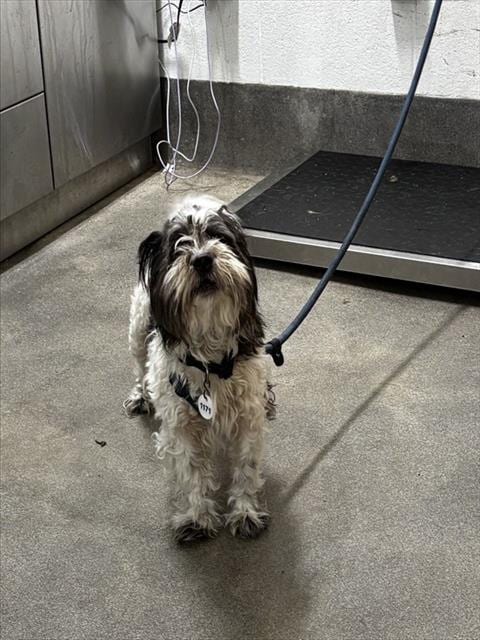 Photo of Bart, adoptable Shih Tzu in Forestville, Maryland