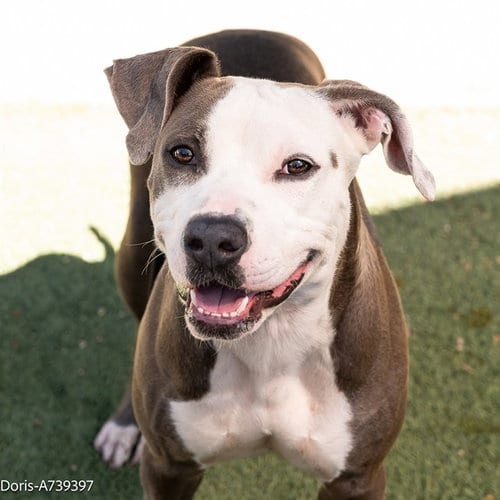 Photo of Girl, adoptable Pit Bull Terrier in Sacramento, California
