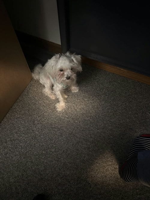 Photo of Little Lady, adoptable Maltese in Stover, Missouri