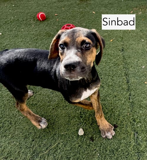 Photo of Sinbad, adoptable Hound in Gilberts, Illinois