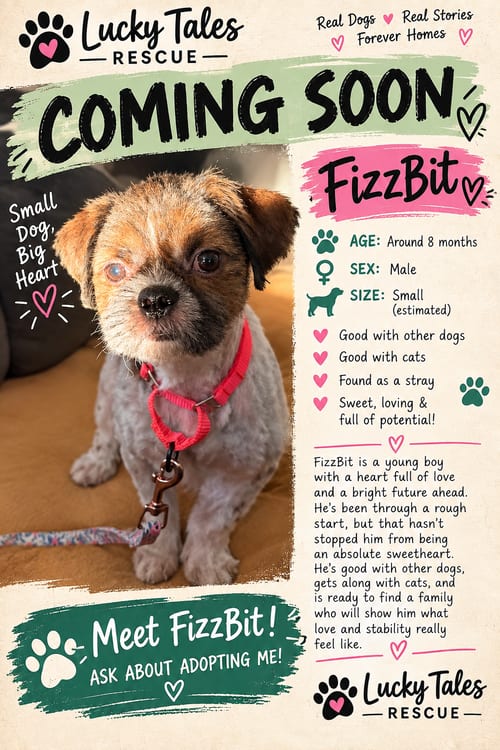 Photo of Fizz Bit, adoptable Shih Tzu in Ft. Thomas, Kentucky