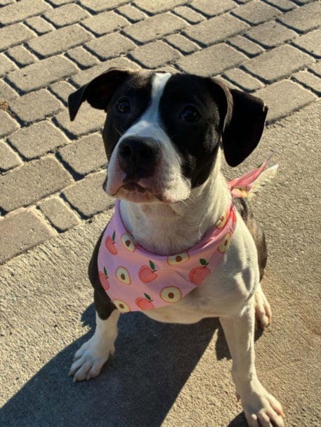 Photo of A523681, adoptable Pit Bull Terrier in Wilmington, North Carolina