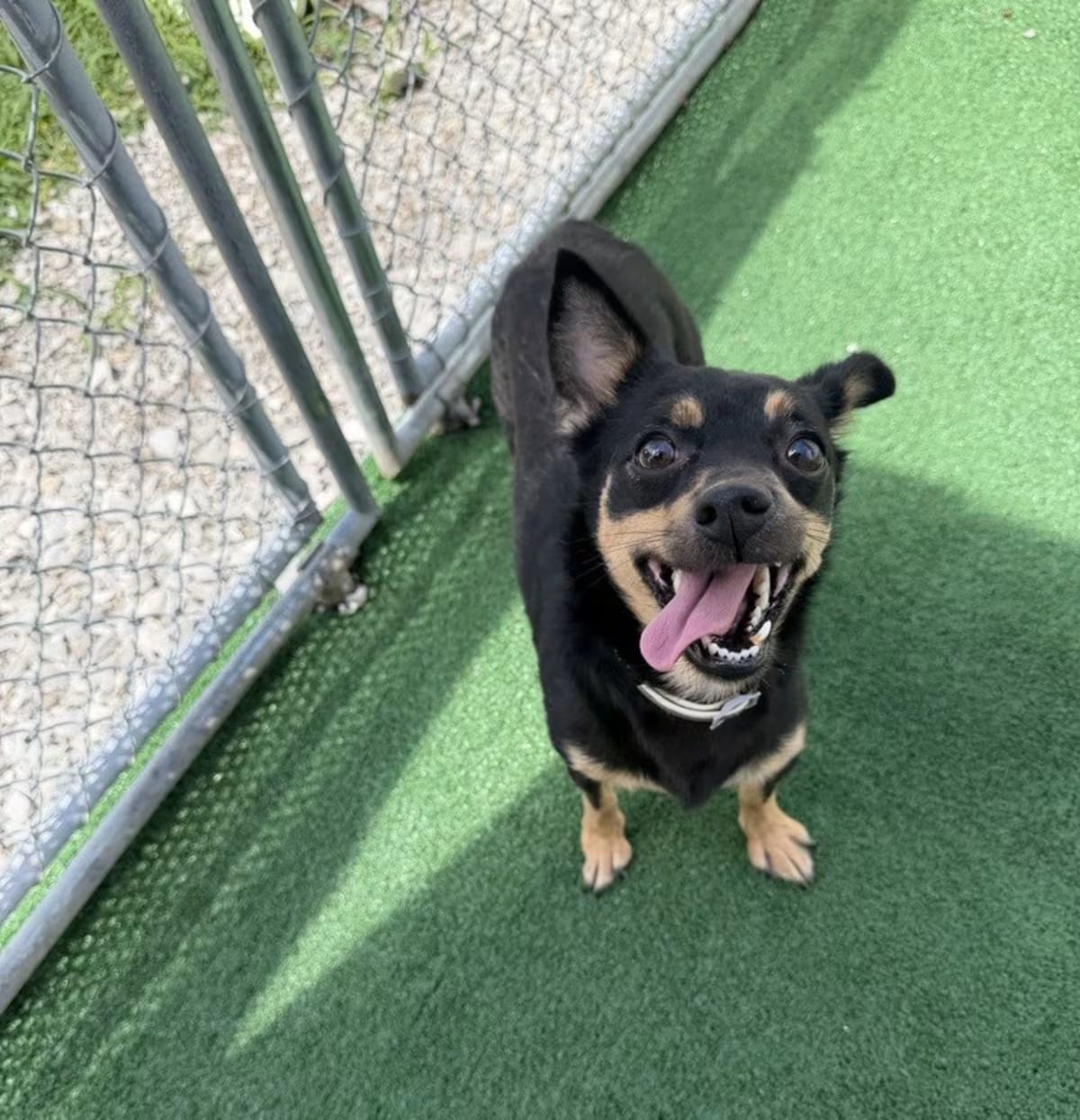 Photo of Rebel, adoptable Chihuahua Dachshund in Waterloo, Illinois