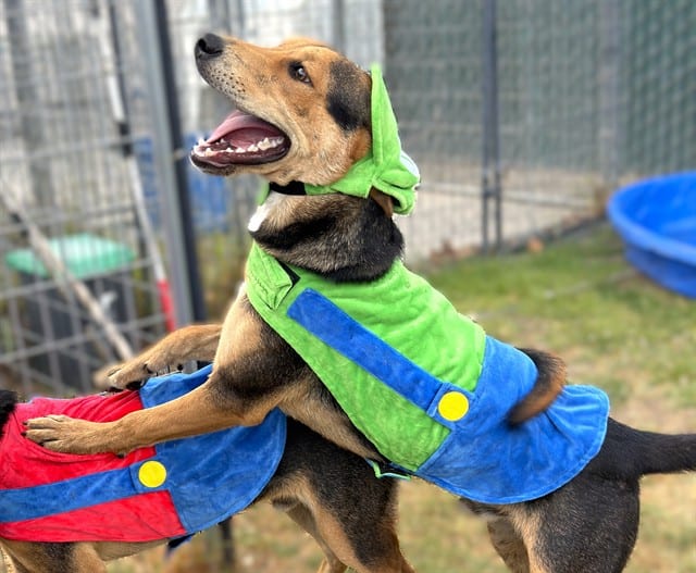 Photo of Senior German Shepherd Dog and Labrador Retriever, adoptable German Shepherd Dog and Labrador Retriever in Devore, California